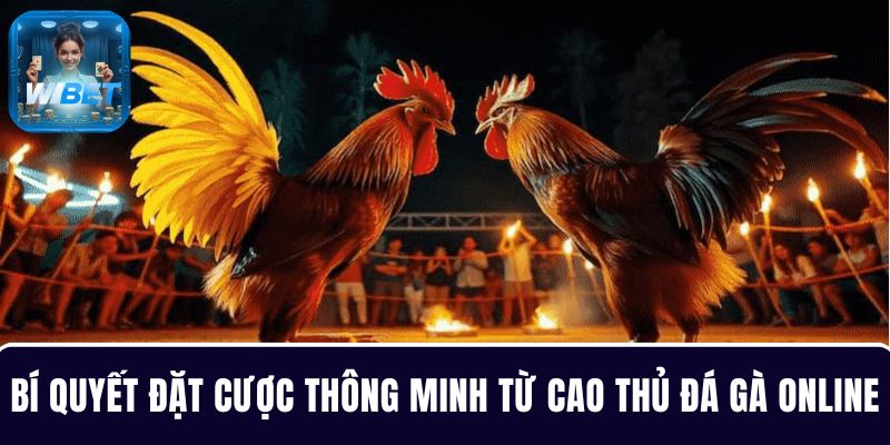 Bí quyết đặt cược thông minh từ cao thủ đá gà online