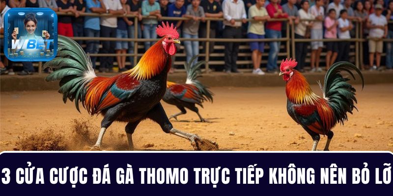 3 cửa cược đá gà Thomo trực tiếp bạn không nên bỏ lỡ