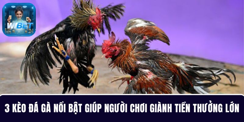 3 kèo đá gà nổi bật giúp người chơi giành tiền thưởng lớn