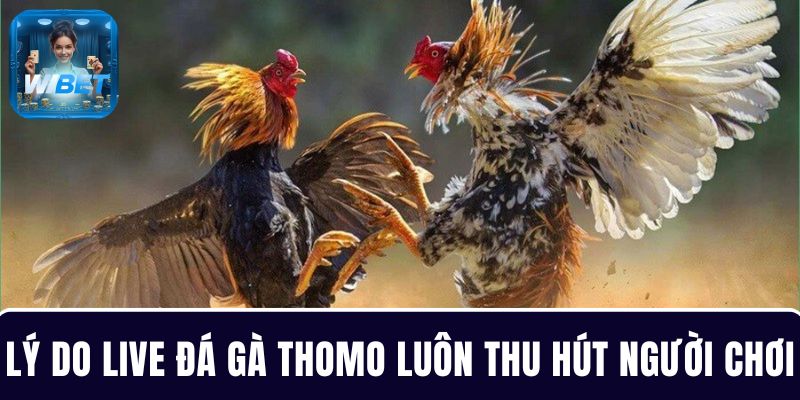 5 lý do khiến phòng live đá gà Thomo luôn thu hút người chơi