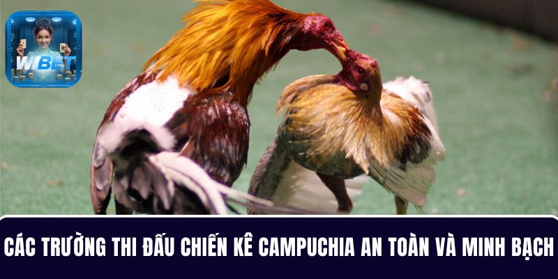 Các trường thi đấu chiến kê tại Campuchia vô cùng an toàn và minh bạch