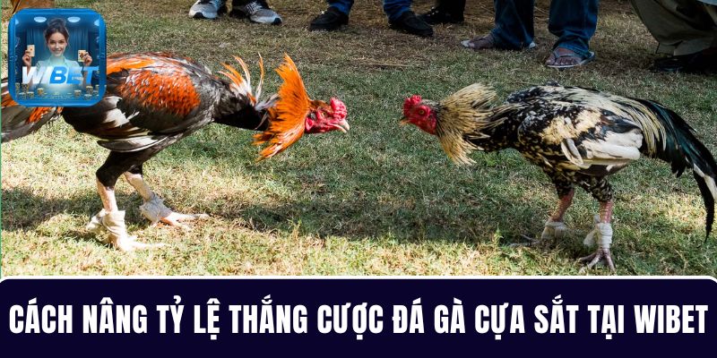 Cách nâng tỷ lệ thắng cược đá gà cựa sắt tại WIBET