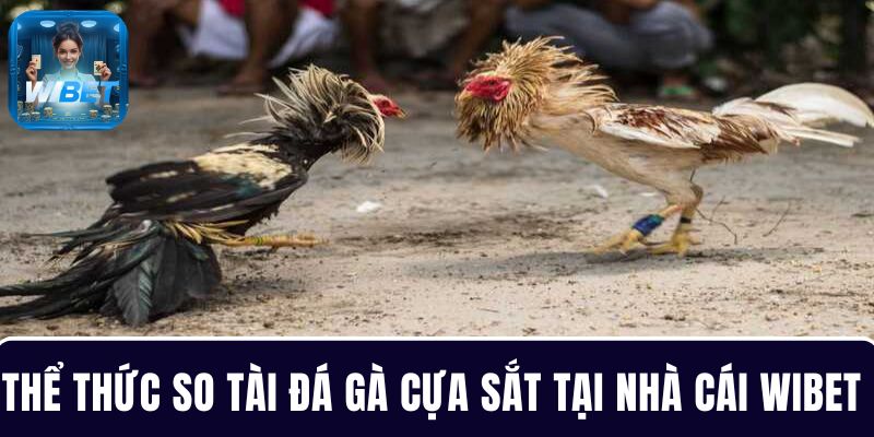 Đá gà cựa sắt và thể thức so tài của những chiến kê