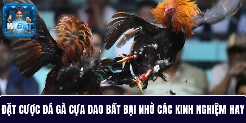 Đặt cược đá gà cựa dao bất bại nhờ các kinh nghiệm hay từ chuyên gia