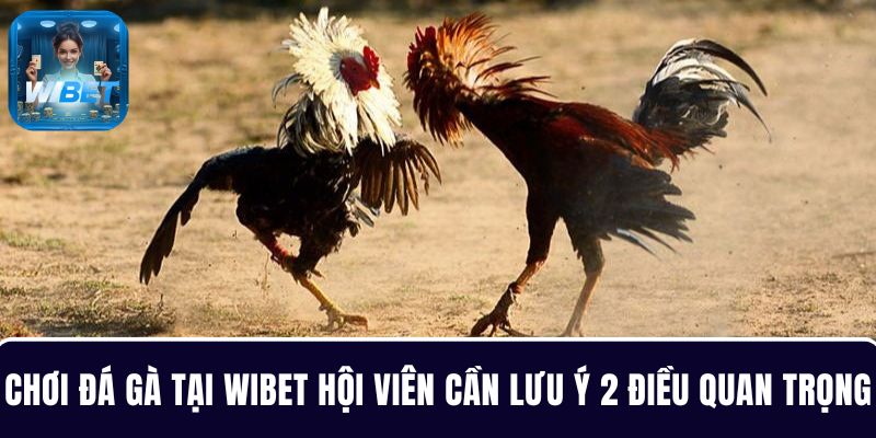 Khi chơi đá gà tại WIBET hội viên cần lưu ý 2 điều quan trọng