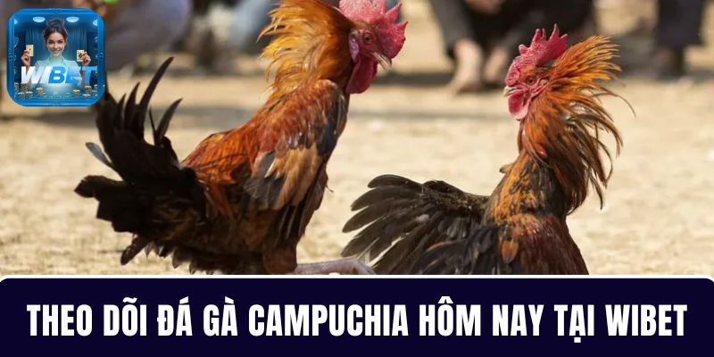 Theo dõi trường đá gà Campuchia hôm nay  tại WIBET mượt mà