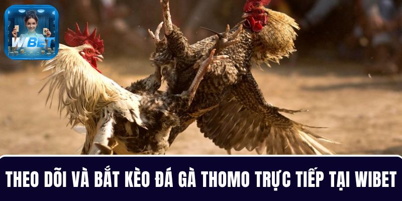 Theo dõi và bắt kèo đá gà Thomo trực tiếp an toàn tại WIBET