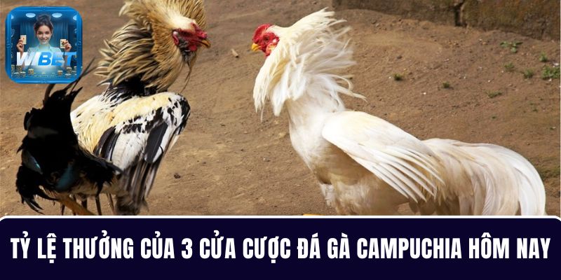 Tìm hiểu tỷ lệ thưởng chi tiết của 3 cửa cược đá gà Campuchia hôm nay