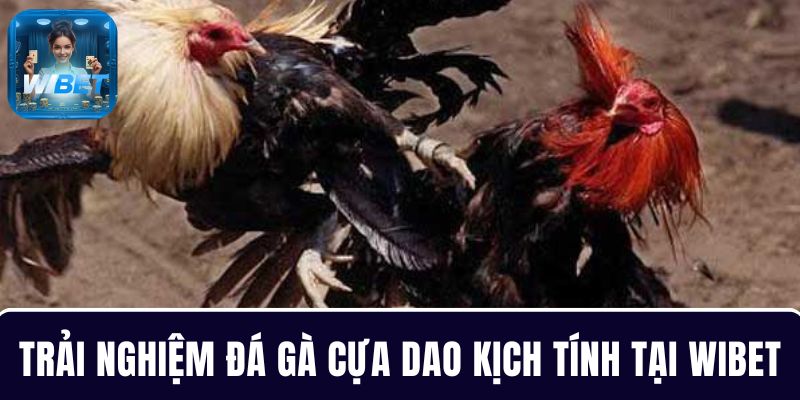Trải nghiệm các trận đá gà cựa dao kịch tính tại nhà cái WIBET