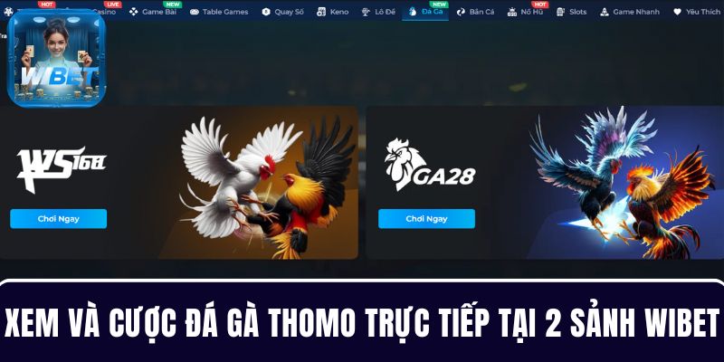 Xem và cược đá gà Thomo trực tiếp đầy kịch tính tại 2 sảnh WIBET